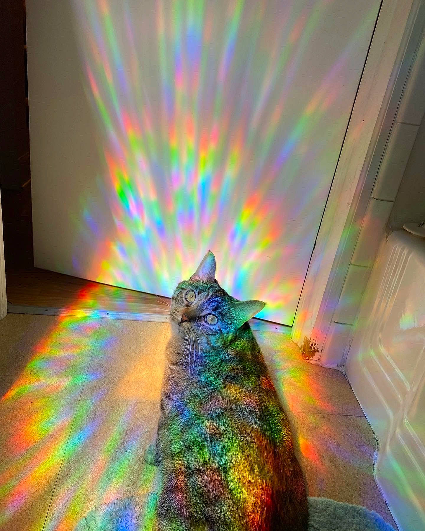 Ramona joined the competition — help win amazing prizes! art, carnivore, cat, electric_blue, event, feather, felidae, fur, graphics, grass, shadow, slope, small_to_medium_sized_cats, tail, technology, tree, visual_arts, visual_effect_lighting, water, whiskers