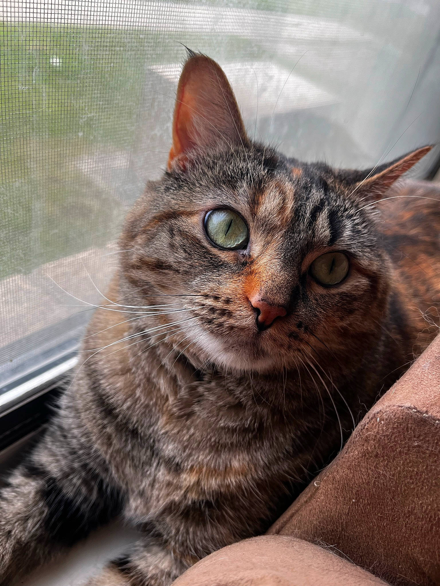 Ramona joined the competition — help win amazing prizes! carnivore, cat, claw, domestic_short_haired_cat, felidae, fur, paw, small_to_medium_sized_cats, snout, terrestrial_animal, tree, whiskers, wildlife, window