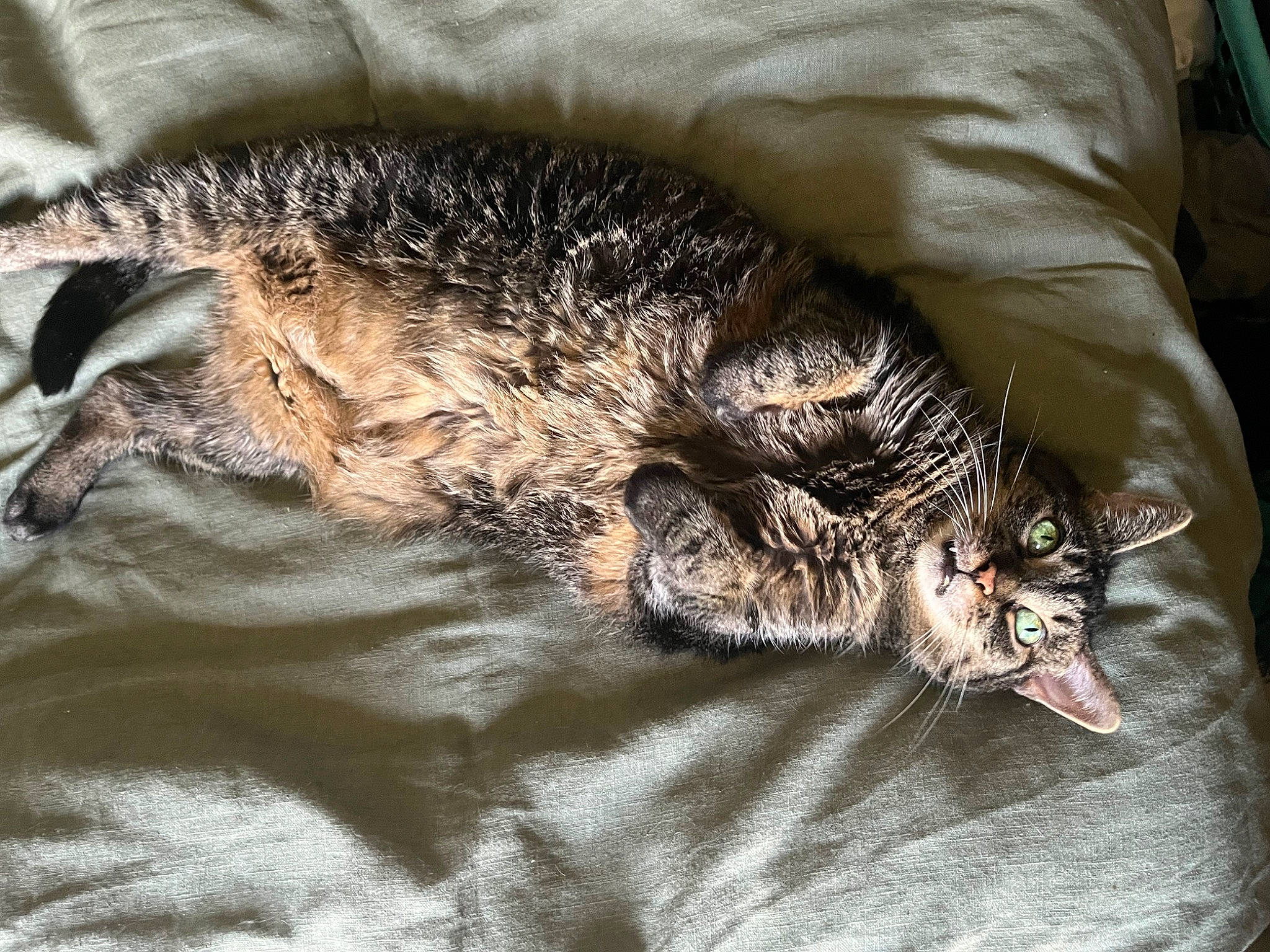 Saucy joined the competition — help win amazing prizes! carnivore, cat, claw, comfort, domestic_short_haired_cat, felidae, fur, nap, paw, small_to_medium_sized_cats, snout, tail, terrestrial_animal, whiskers
