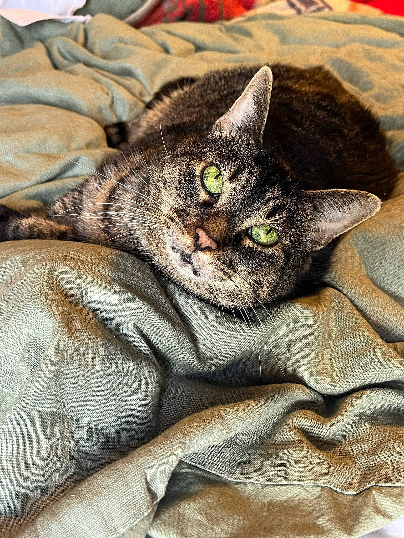 Saucy joined the competition — help win amazing prizes! carnivore, cat, claw, comfort, domestic_short_haired_cat, felidae, fur, grass, grey, linens, nap, pattern, paw, sleep, small_to_medium_sized_cats, snout, tail, terrestrial_animal, whiskers, wildlife