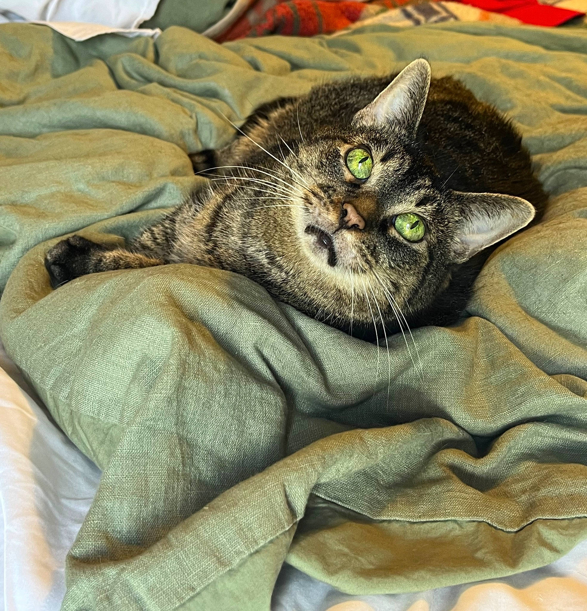 Saucy is registered to the contest to win money with this photo: art, carnivore, cat, claw, comfort, domestic_short_haired_cat, felidae, fur, grey, linens, nap, painting, paw, small_to_medium_sized_cats, snout, tail, terrestrial_animal, textile, whiskers, wildlife