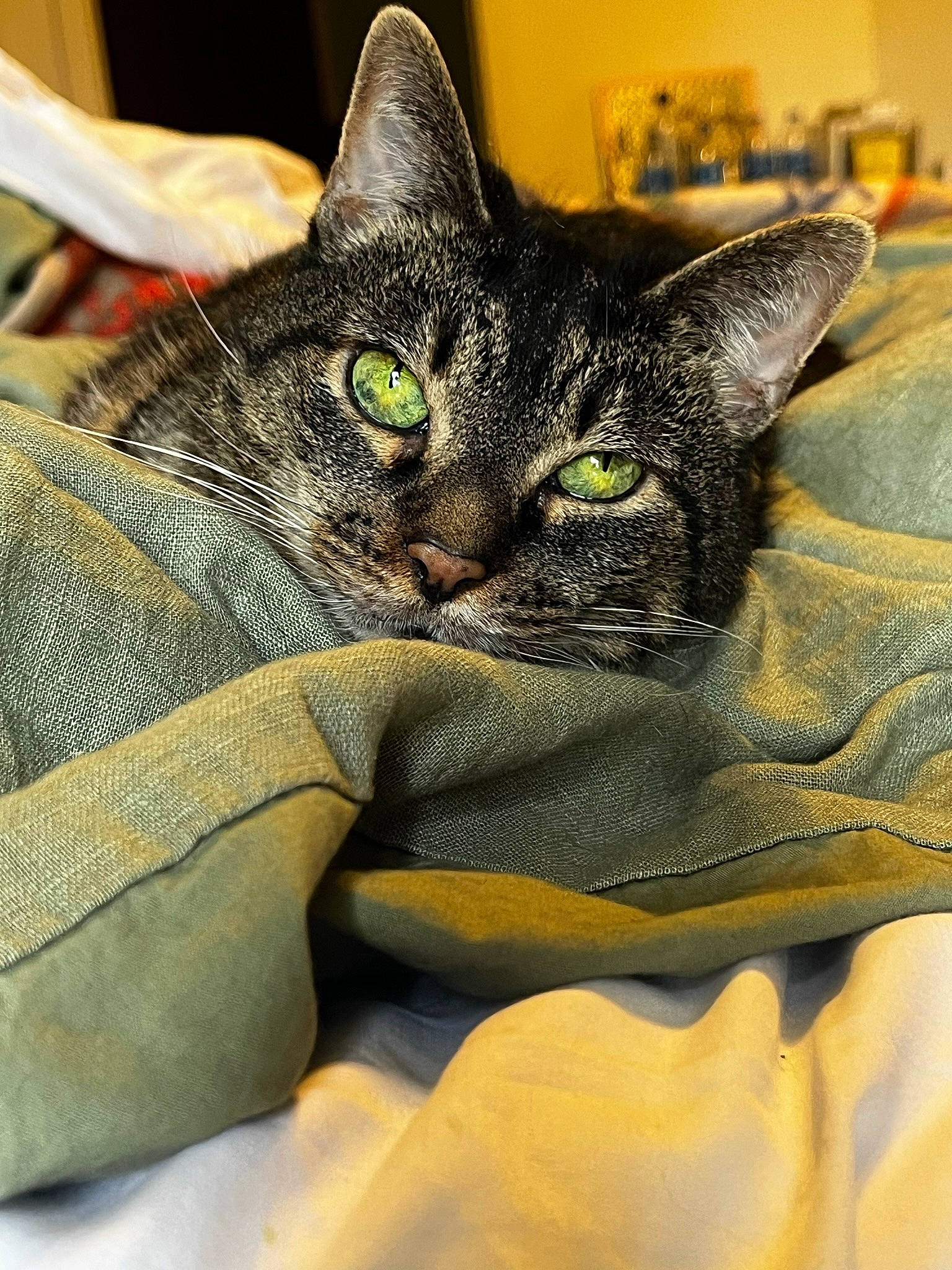 Saucy is registered to the contest to win money with this photo: black_cat, carnivore, cat, claw, close_up, comfort, domestic_short_haired_cat, felidae, fur, grass, grey, linens, nap, paw, sleep, small_to_medium_sized_cats, snout, terrestrial_animal, whiskers, wildlife