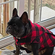Leo is registered to the contest to win money with this photo: dog, french_bulldog, pet, indoor, window, glass_door, vest, red_and_black, checkered_pattern, carpet, wooden_deck, grass, animal, sitting, looking_outside, cozy, home, curtain, floor, portrait