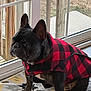 dog, french_bulldog, pet, indoor, window, glass_door, vest, red_and_black, checkered_pattern, carpet, wooden_deck, grass, animal, sitting, looking_outside, cozy, home, curtain, floor, portrait