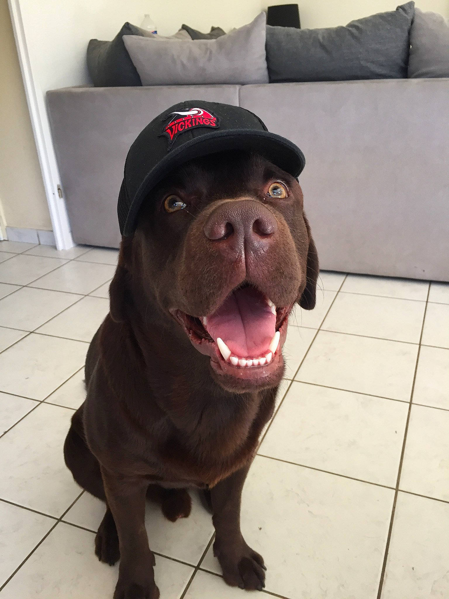 Sayko participe au concours pour gagner de l'argent avec cette photo : borador, carnivore, companion_dog, dog, dog_breed, dog_collar, floor, flooring, fur, hat, liver, metal, rectangle, snout, sporting_group, square, terrestrial_animal, working_animal