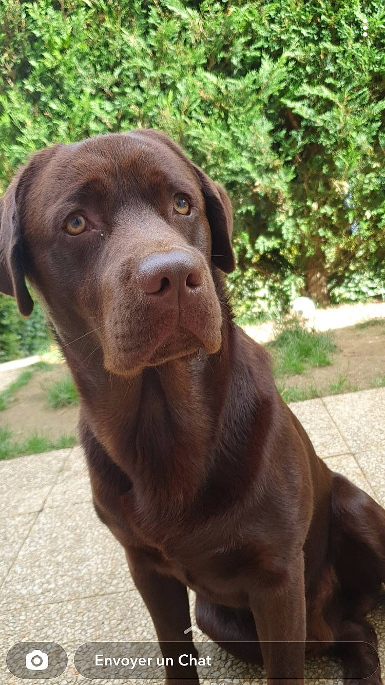 Sayko participe au concours pour gagner de l'argent avec cette photo : art, borador, canidae, carnivore, collar, companion_dog, dog, dog_breed, dog_collar, fawn, grass, gun_dog, hunting_dog, liver, plant, snout, sporting_group, terrestrial_animal, working_animal