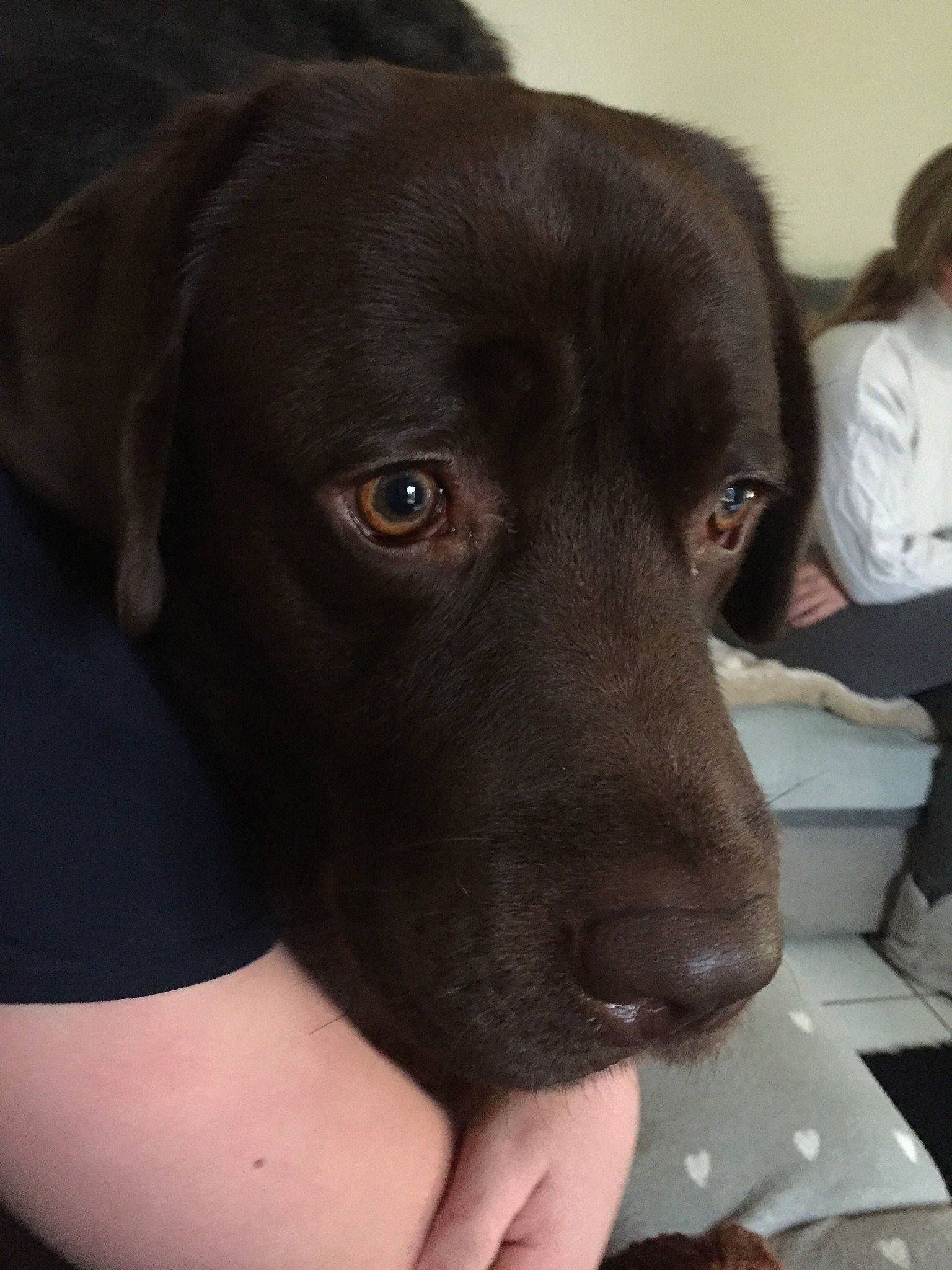 Sayko a rejoint le concours — aidez-le/la à gagner de superbes lots ! borador, carnivore, collar, comfort, companion_dog, dog, dog_breed, dog_collar, fur, gun_dog, hunting_dog, liver, nail, pet_supply, retriever, sporting_group, tableware, whiskers, working_animal