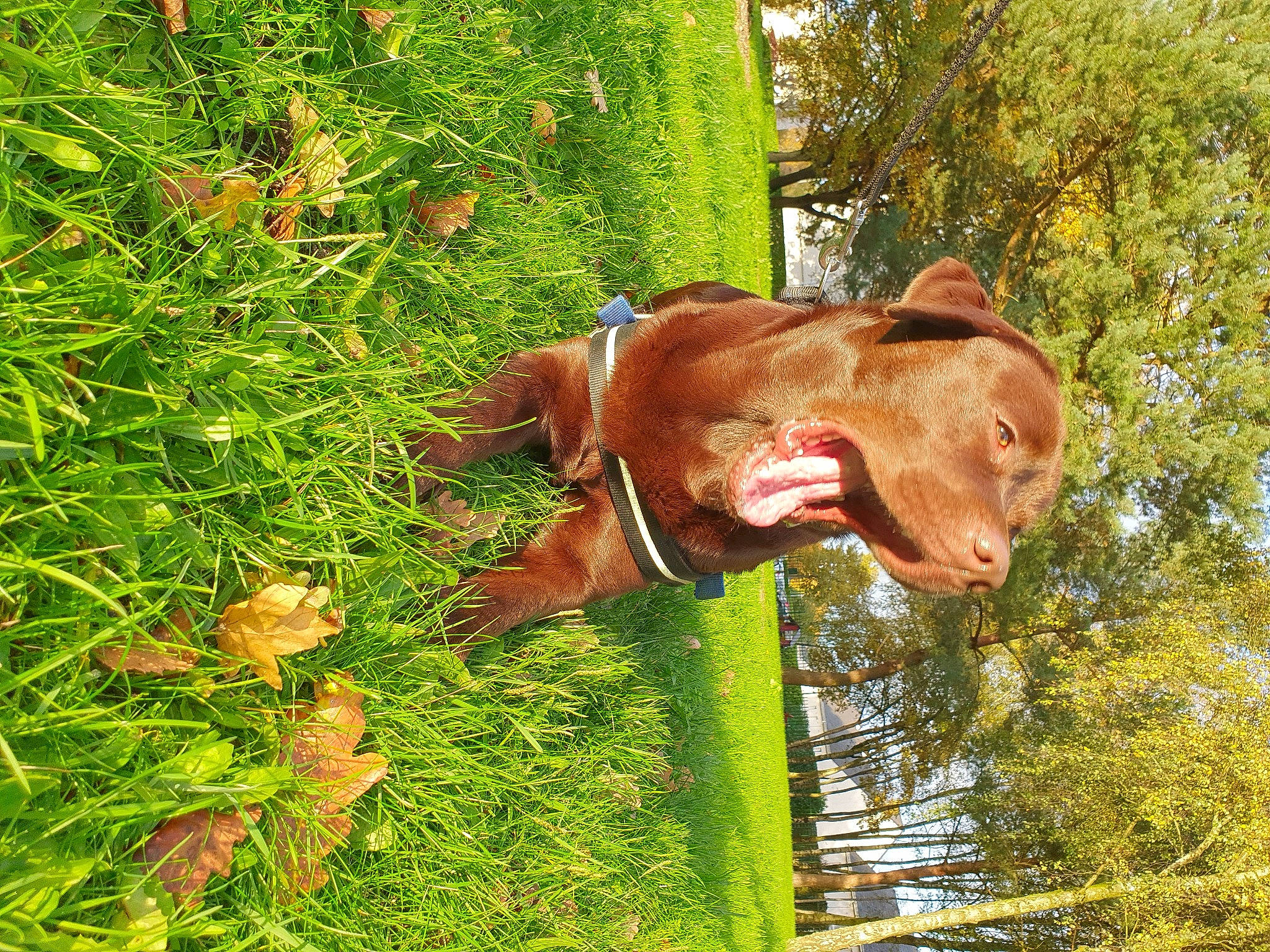 Sayko a rejoint le concours — aidez-le/la à gagner de superbes lots ! carnivore, dog_breed, eye, fawn, grass, grass_family, groundcover, liver, mammal, natural_landscape, plant, snout, sporting_group, tail, terrestrial_animal, terrestrial_plant, tree, water, wood, working_animal