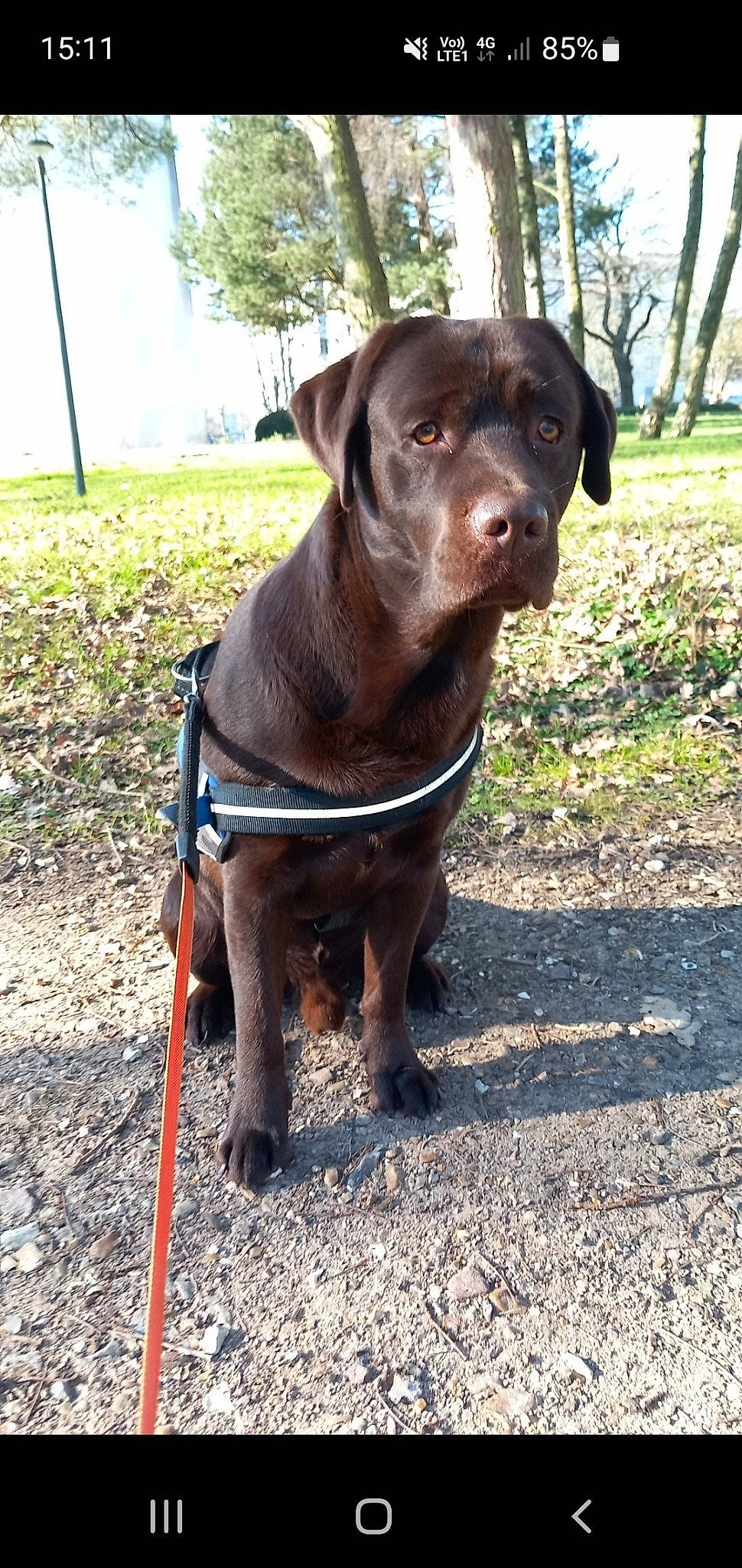 Sayko a rejoint le concours — aidez-le/la à gagner de superbes lots ! canidae, carnivore, collar, companion_dog, dog, dog_breed, dog_collar, fawn, grass, gun_dog, hunting_dog, liver, pet_supply, plant, sporting_group, terrestrial_animal, tree, whiskers, working_animal, working_dog