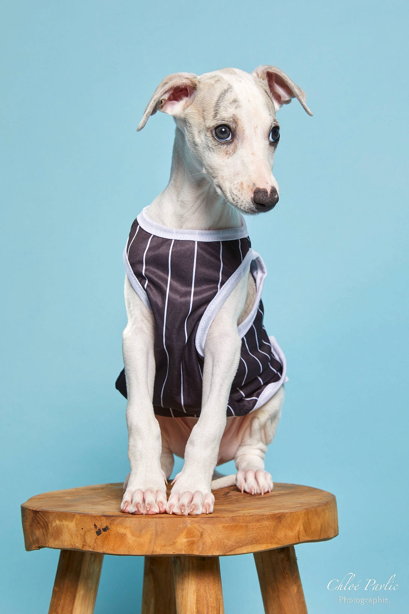 Ulys participe au concours pour gagner de l'argent avec cette photo : art, canidae, carnivore, companion_dog, dog, dog_breed, dog_collar, dog_sports, dog_supply, fawn, metal, pet_supply, serveware, sighthound, sleeve, snout, sporting_group, terrestrial_animal, wood, working_animal