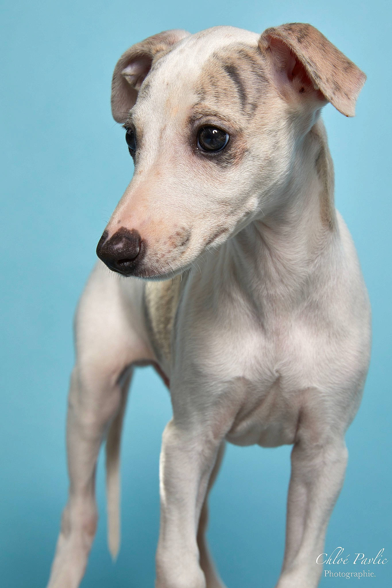 Ulys a rejoint le concours — aidez-le/la à gagner de superbes lots ! ancient_dog_breeds, canidae, carnivore, collar, companion_dog, dog, dog_breed, dog_collar, dog_supply, fawn, non_sporting_group, pet_supply, sighthound, snout, sporting_group, terrestrial_animal, whiskers, working_animal