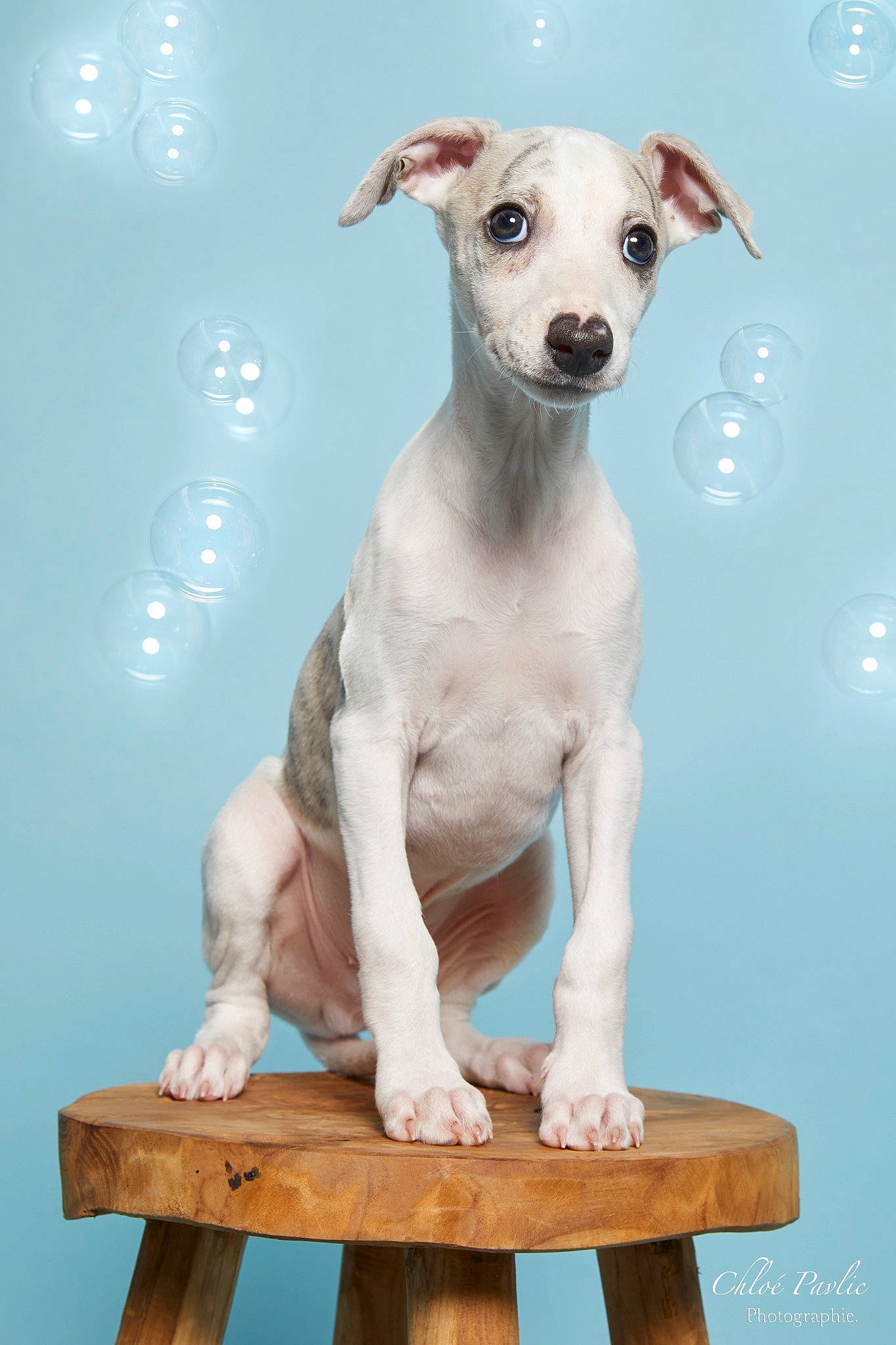 Ulys participe au concours pour gagner de l'argent avec cette photo : ancient_dog_breeds, art, canidae, carnivore, chihuahua, companion_dog, dog, dog_breed, dog_supply, fawn, illustration, painting, pattern, pet_supply, snout, sporting_group, terrestrial_animal, toy_dog, wood, working_animal