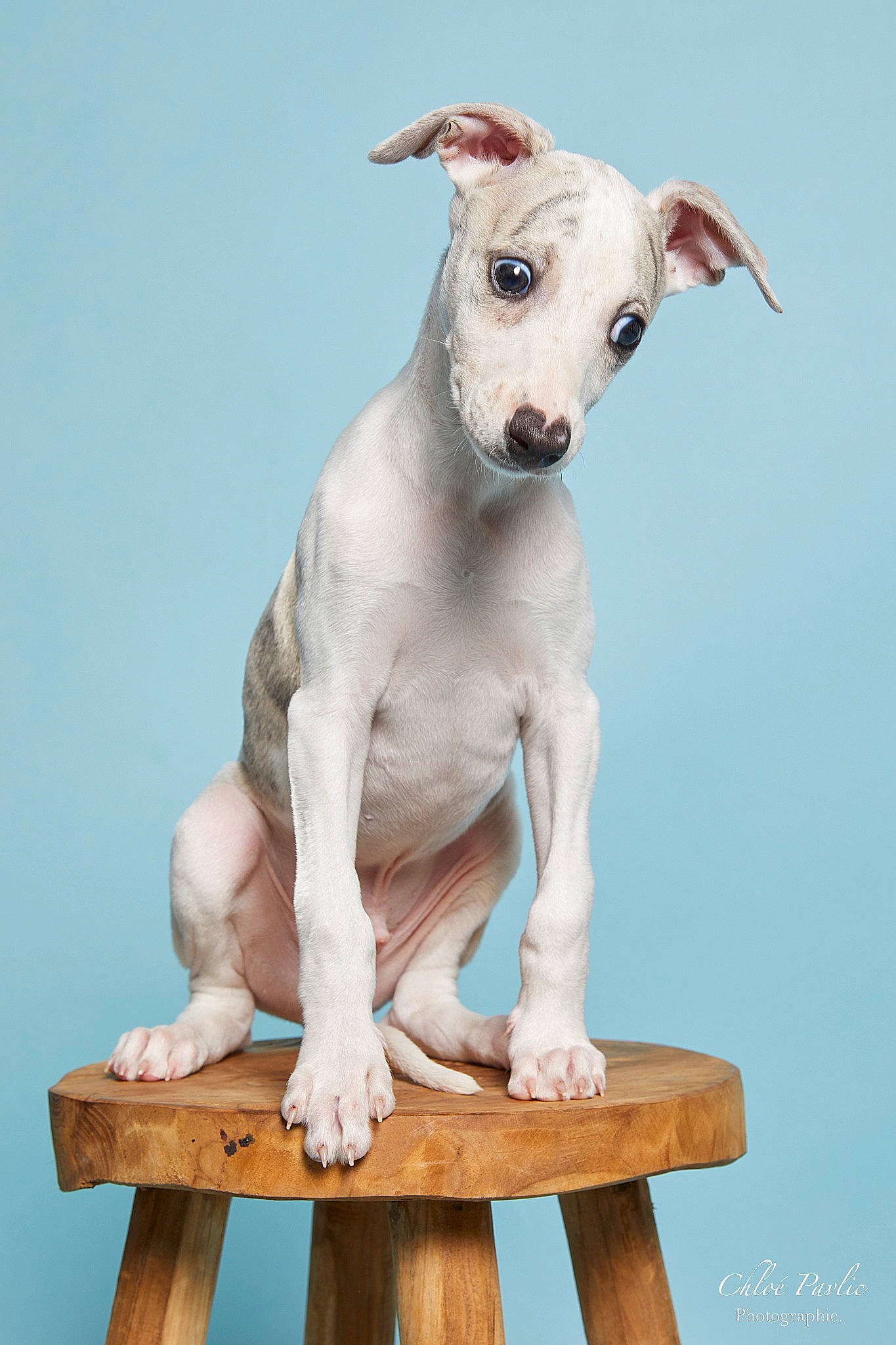 Ulys a rejoint le concours — aidez-le/la à gagner de superbes lots ! art, canidae, carnivore, collar, companion_dog, dog, dog_breed, dog_collar, dog_supply, fawn, foot, non_sporting_group, pet_supply, snout, sporting_group, tail, terrestrial_animal, white, wood, working_animal