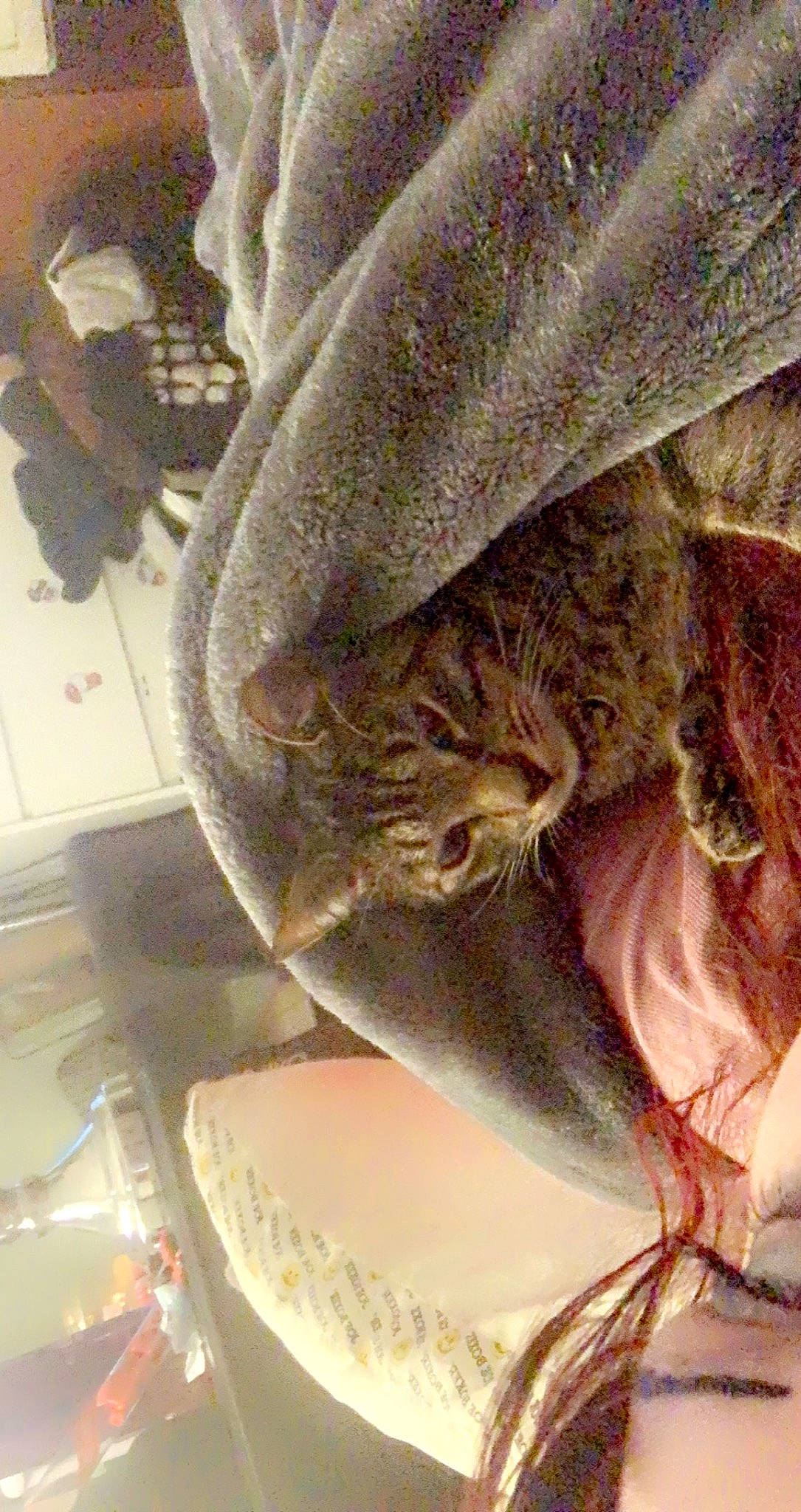 Damon is registered to the contest to win money with this photo: carnivore, cat, costume_hat, domestic_short_haired_cat, fashion_accessory, fawn, felidae, fur, hat, linens, metal, pattern, plant, small_to_medium_sized_cats, textile, thread, velvet, whiskers