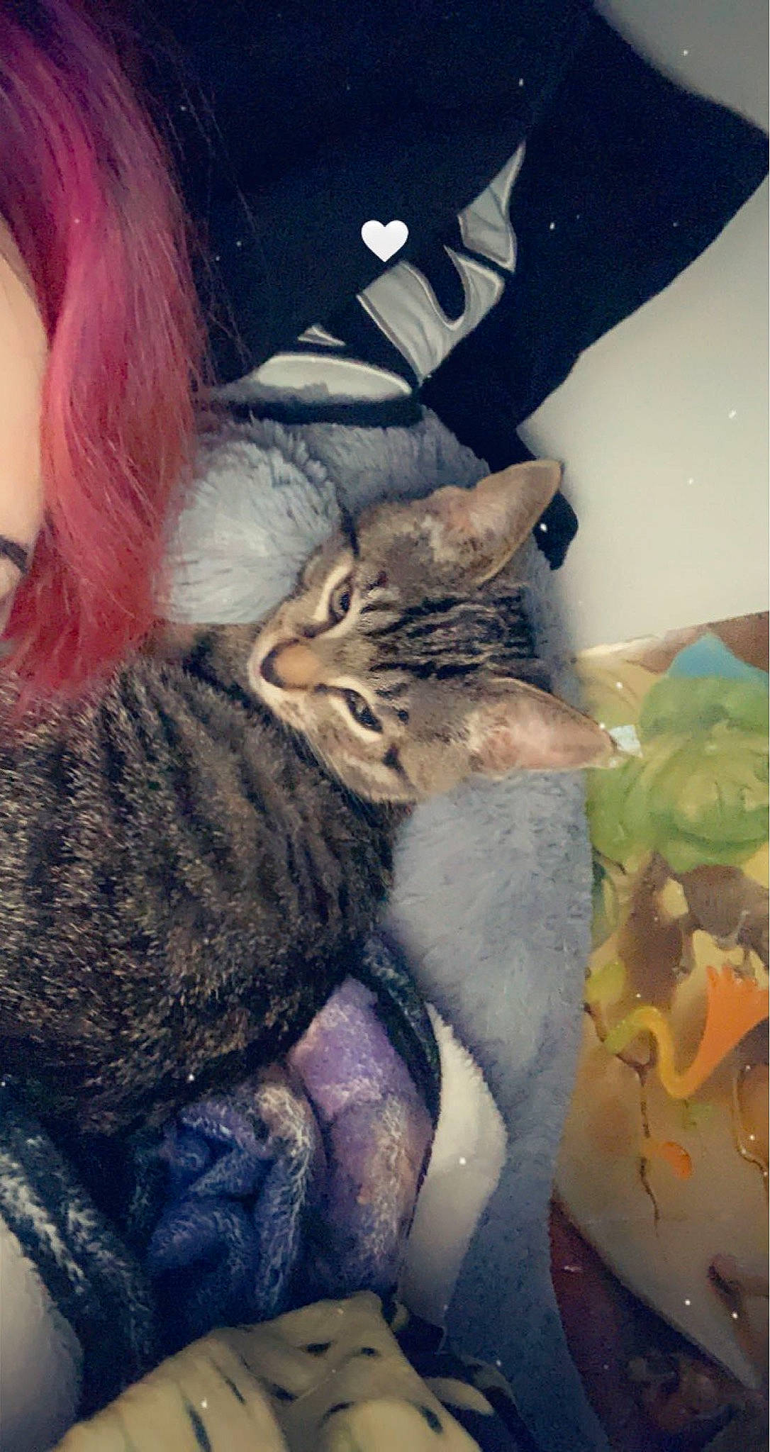 Damon joined the competition — help win amazing prizes! carnivore, cat, claw, comfort, domestic_short_haired_cat, ear, felidae, fur, lap, leg, love, paw, selfie, sitting, small_to_medium_sized_cats, snout, tail, visual_arts, whiskers, wildlife