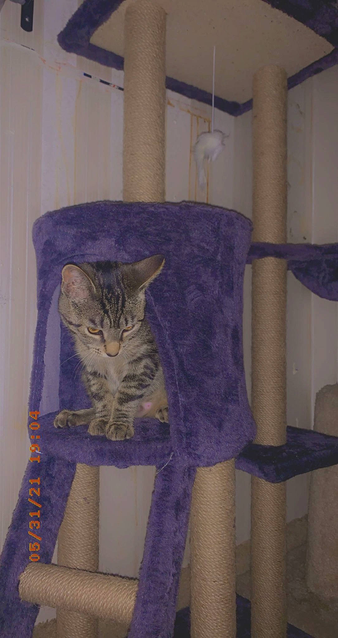 Damon is registered to the contest to win money with this photo: art, carnivore, cat, cat_supply, chair, domestic_short_haired_cat, fawn, felidae, fur, grey, linens, pattern, pet_supply, purple, room, small_to_medium_sized_cats, tail, thread, whiskers, wool