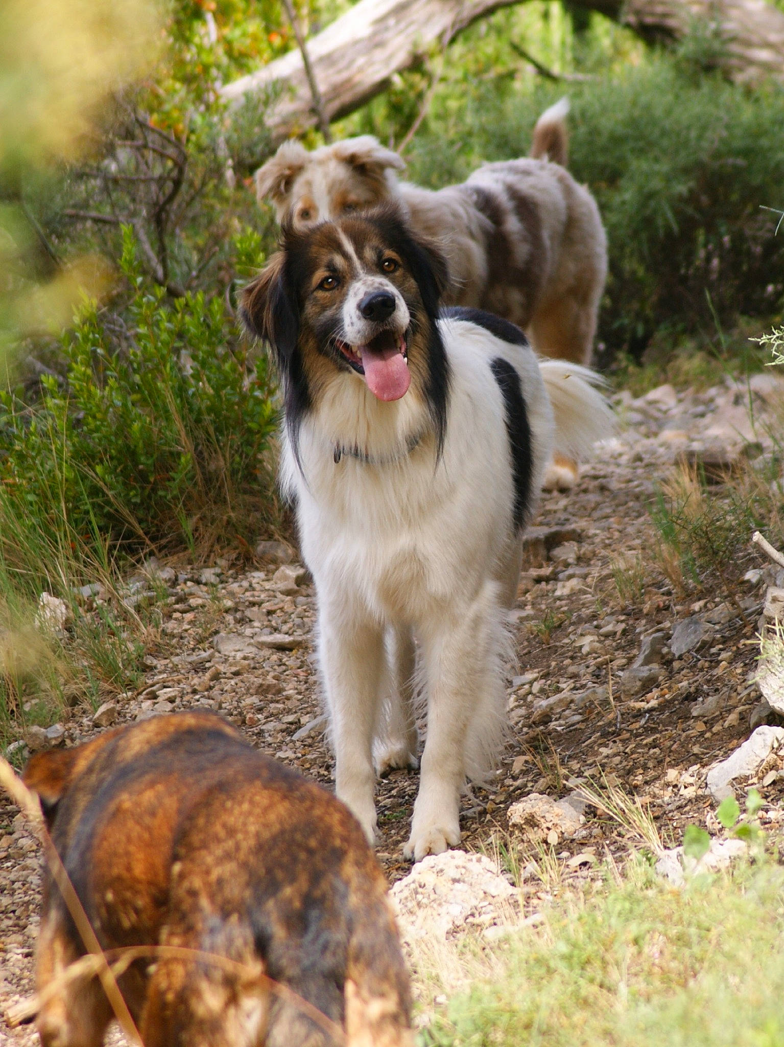 Jecko participe au concours pour gagner de l'argent avec cette photo : adventure, canidae, carnivore, companion_dog, dog, dog_breed, fawn, fur, grass, leash, liver, plant, rock, snout, soil, sporting_group, tail, tree, walking, working_dog
