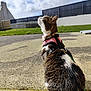 Mia participe au concours pour gagner de l'argent avec cette photo : cat, pet, tabby_cat, harness, collar, leash, outdoor, pavement, grass, sky, clouds, whiskers, fence, sunlight, shadow, concrete, residential, profile, fur, sitting