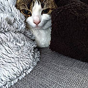Mia participe au concours pour gagner de l'argent avec cette photo : cat, feline, pet, blanket, couch, sofa, cozy, snuggled, fur, whiskers, eyes, nose, face, portrait, close_up, indoor, soft_texture, gray, brown, plush