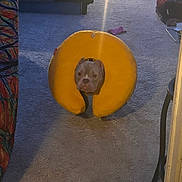 Piggy joined the competition — help win amazing prizes! animal, carpet, carpeted_floor, collar, cozy, curious, cute, dog, donut_shape, face, furniture, home, indoor, light_beam, pet, pet_accessory, playful, room, soft_lighting, yellow_cushion
