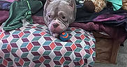 Piggy joined the competition — help win amazing prizes! animal, ball, blanket, bulldog, carpet, cozy, curtain, dog, fur, home, indoor, looking, ottoman, patterned_fabric, pet, plush_toy, resting, snug, toy, wrapped