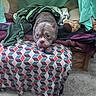 animal, ball, blanket, bulldog, carpet, cozy, curtain, dog, fur, home, indoor, looking, ottoman, patterned_fabric, pet, plush_toy, resting, snug, toy, wrapped
