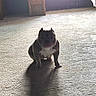Piggy is registered to the contest to win money with this photo: animal, brown, cabinet, calm, carpet, dog, floor, furniture, house, indoor, light, pet, purple, quiet, room, shadow, shadow_cast, sitting, wall, wood