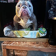 Piggy joined the competition — help win amazing prizes! bulldog, dog, pet, indoor, blanket, towel, wood, cozy, fabric, animal, portrait, furniture, face, expression, resting, home, cute, animal_face, comfort, pet_bed