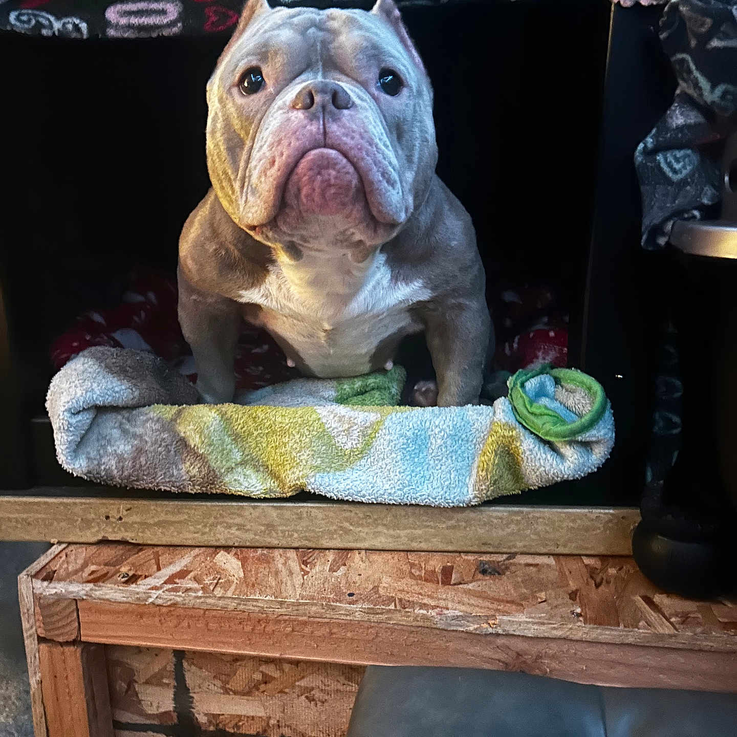 Piggy joined the competition — help win amazing prizes! bulldog, dog, pet, indoor, blanket, towel, wood, cozy, fabric, animal, portrait, furniture, face, expression, resting, home, cute, animal_face, comfort, pet_bed