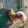 animal, curious, daylight, dog, fence, fur, gate, green_gate, ground, leash, metal, nature, outdoor, pet, shadow, standing, sunlight, texture, waiting, wall