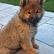 Anakin a rejoint le concours — aidez-le/la à gagner de superbes lots ! puppy, dog, fluffy, fur, pet, animal, outdoor, grass, tile, cute, sitting, young, adorable, small, brown, face, ears, nose, paws, nature