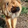 Anakin a rejoint le concours — aidez-le/la à gagner de superbes lots ! animal, brown_fur, canine, chow_chow, closeup, companion, cute, daylight, dog, fluffy, friendly, fur, grass, mammal, nature, outdoor, paw, pet, stretching, sunlight