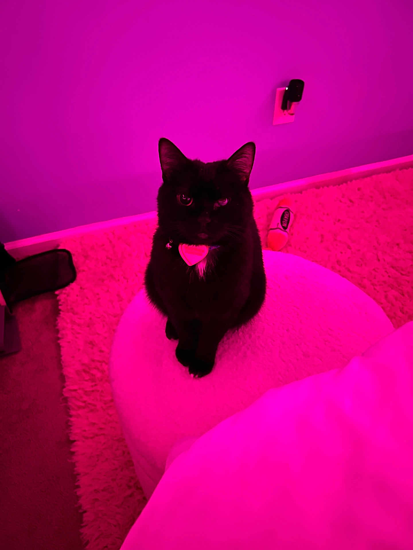 Leah is registered to the contest to win money with this photo: cat, black_cat, pet, indoor, furniture, ottoman, carpet, toy, collar, heart_tag, pink_light, wall, floor, cozy, animal, mystery, cute, sitting, fur, domestic_animal