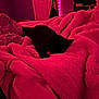 Leah is registered to the contest to win money with this photo: black_cat, blanket, bed, cozy, indoor, pink_light, soft_texture, furniture, relaxing, pet, animal, nighttime, comfortable, home, sleepy, cushion, room, fabric, feline, resting