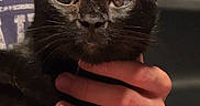 Leah is registered to the contest to win money with this photo: animal, black_cat, cat, close_up, domestic_animal, ears, eyes, face, fur, gentle, hand, holding, indoor, mammal, person, pet, portrait, quiet, resting, whiskers