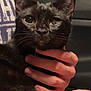 cat, black_cat, pet, animal, hand, person, close_up, indoor, fur, whiskers, face, ears, eyes, holding, gentle, domestic_animal, mammal, portrait, resting, quiet