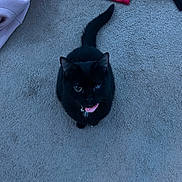 Leah joined the competition — help win amazing prizes! black_cat, cat, pet, indoor, carpet, pink_collar, bell, feline, looking_up, fur, whiskers, tail, animal, domestic_animal, curious, floor, clothing, fabric, soft_texture, cute