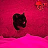 Leah is registered to the contest to win money with this photo: black_cat, cat, pet, animal, carpet, toy, indoor, collar, looking_up, pink_lighting, floor, cute, feline, playful, domestic_animal, home, whiskers, ears, eyes, sitting