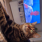 Tigrou participe au concours pour gagner de l'argent avec cette photo : cat, tabby_cat, pet, animal, indoor, blanket, feline, green_eyes, whiskers, fur, relaxed, couch, television, living_room, cozy, home, domestic_animal, close_up, resting, curious