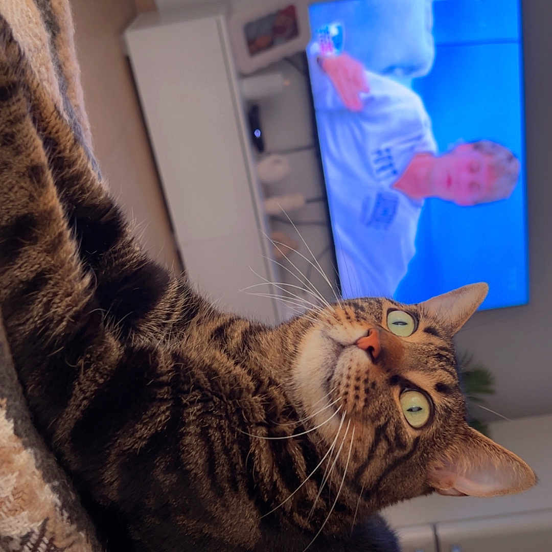 Tigrou participe au concours pour gagner de l'argent avec cette photo : animal, blanket, cat, close_up, couch, cozy, curious, domestic_animal, feline, fur, green_eyes, home, indoor, living_room, pet, relaxed, resting, tabby_cat, television, whiskers