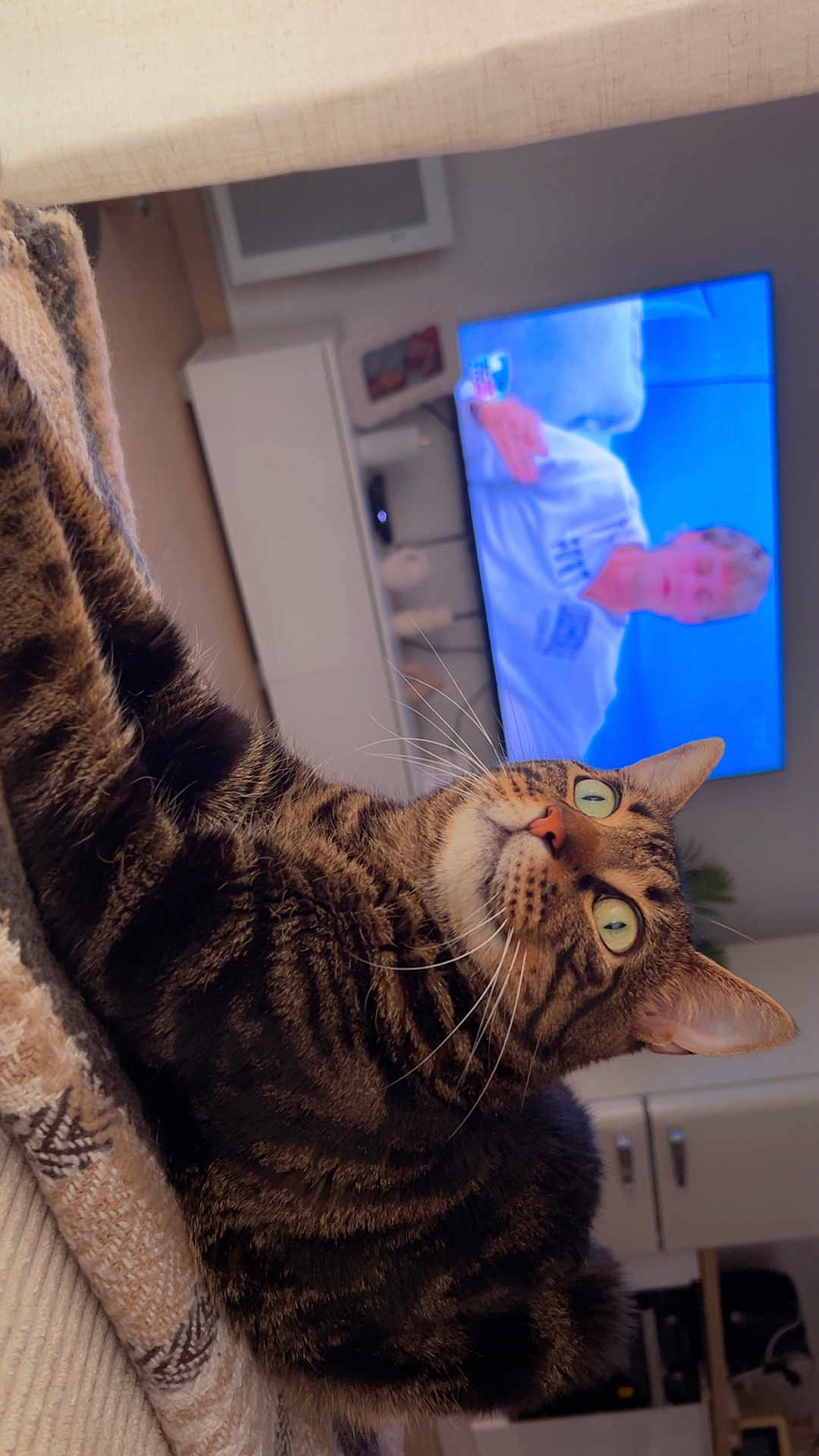 Tigrou participe au concours pour gagner de l'argent avec cette photo : cat, tabby_cat, pet, animal, indoor, blanket, feline, green_eyes, whiskers, fur, relaxed, couch, television, living_room, cozy, home, domestic_animal, close_up, resting, curious