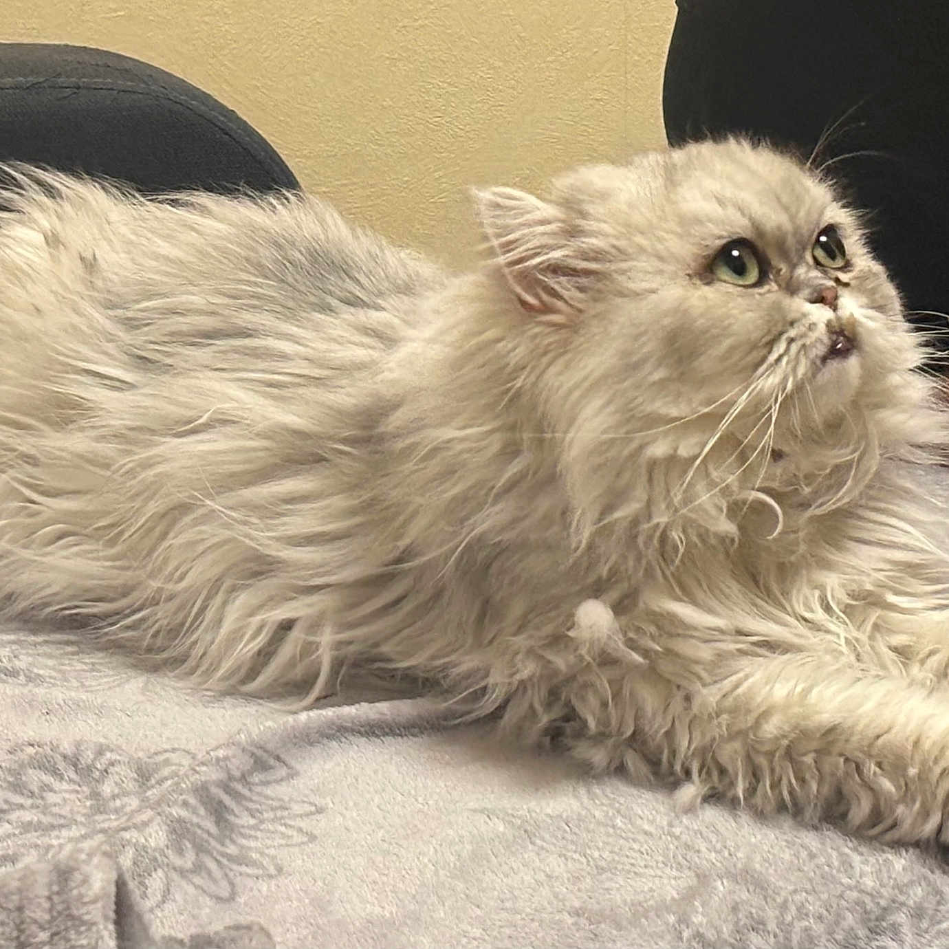 Sylver participe au concours pour gagner de l'argent avec cette photo : cat, fluffy, pet, indoor, blanket, stretching, feline, curious, soft, light_colored, whiskers, ears, paw, person_hand, thumbs_up, chair, cozy, relaxed, fur, closeup