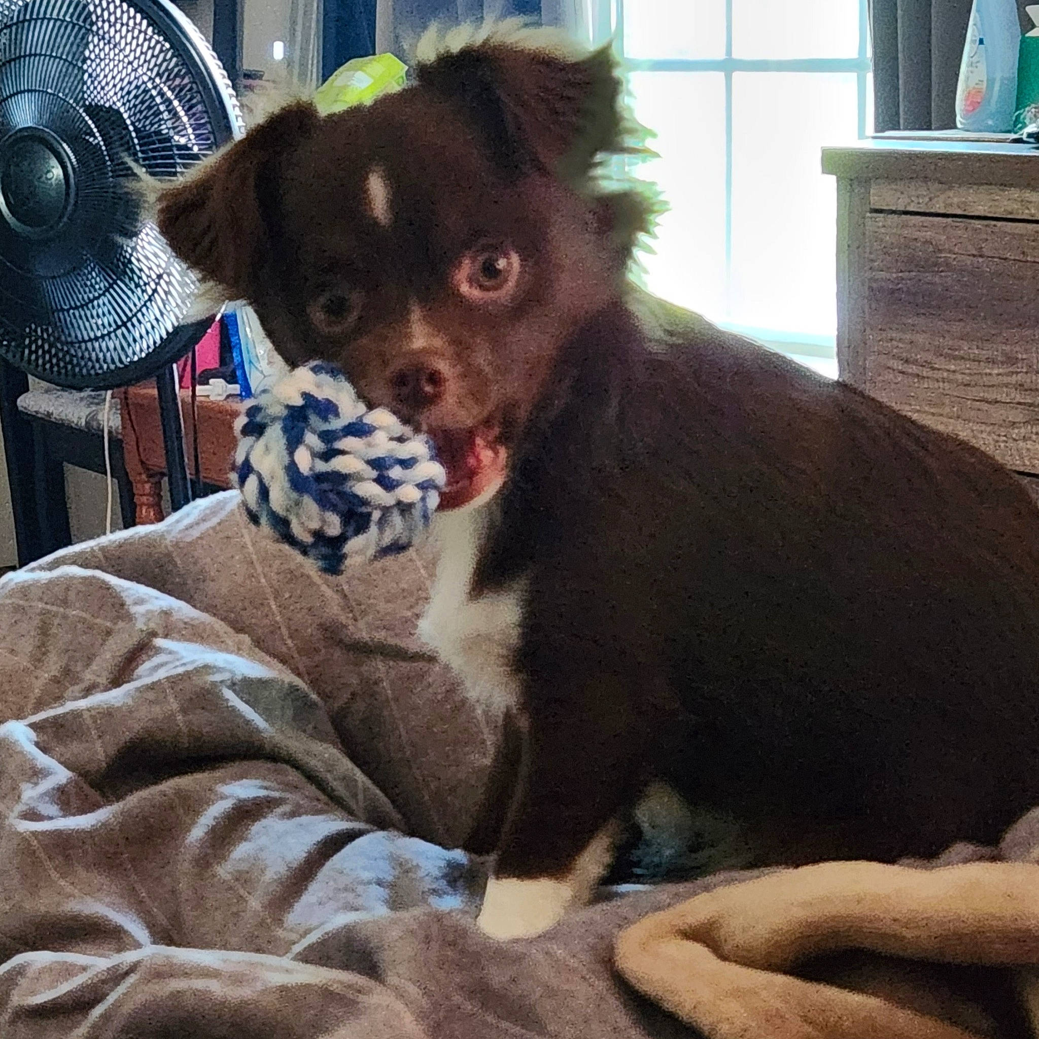 Isabella joined the competition — help win amazing prizes! canidae, carnivore, comfort, companion_dog, dog, dog_breed, dog_supply, electric_fan, fawn, fur, liver, mechanical_fan, pet_supply, sitting, snout, sporting_group, toy_dog, whiskers, window, working_animal