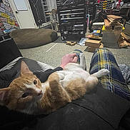 Kat joined the competition — help win amazing prizes! cat, ginger_cat, lap, person, pajama_pants, plaid, indoor, workshop, garage, tools, toolbox, boxes, wood, floor, hand, relaxing, furniture, pet, home, casual