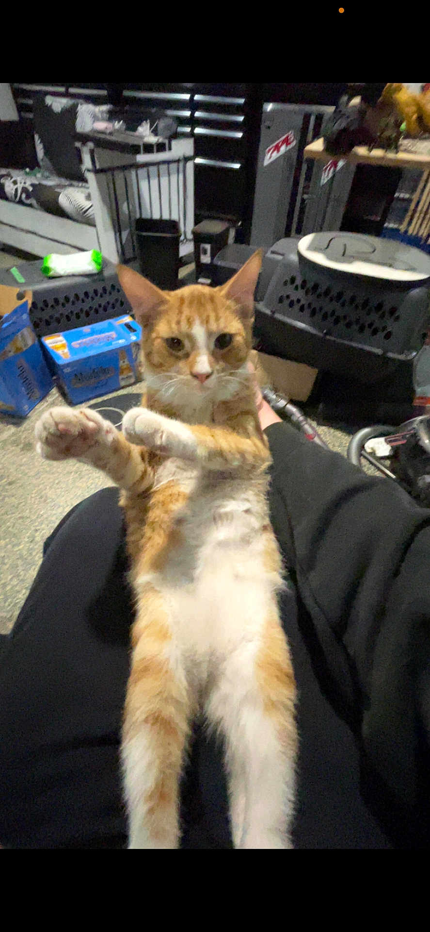 Kat is registered to the contest to win money with this photo: cat, orange_cat, white_cat, pet, animal, indoor, lap, paws, fur, face, ears, person, clothing, black_pants, pet_carrier, box, floor, household_items, furniture, casual