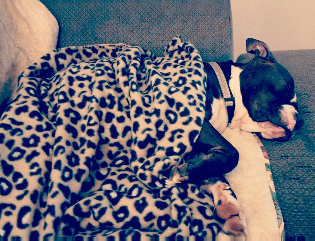 Louie joined the competition — help win amazing prizes! bedding, blue, carnivore, comfort, companion_dog, couch, electric_blue, felidae, fur, human_leg, linens, pattern, room, sitting, sleeve, small_to_medium_sized_cats, snout, terrestrial_animal, textile, whiskers