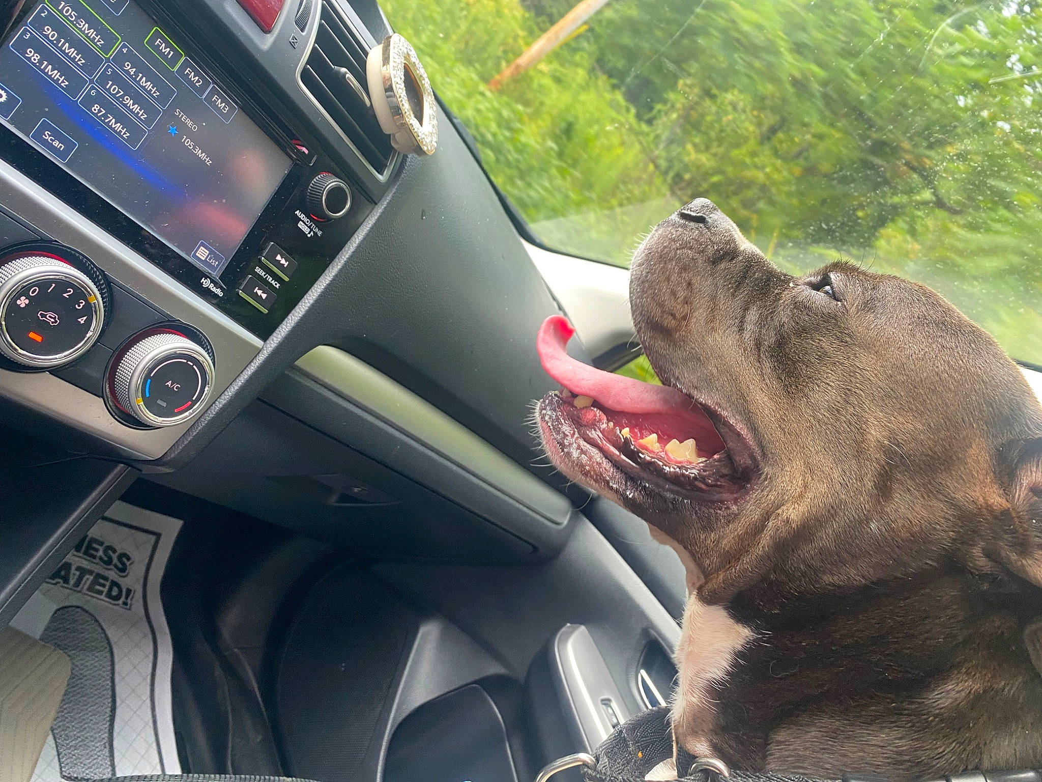Louie joined the competition — help win amazing prizes! automotive_lighting, automotive_mirror, car, carnivore, dog, dog_breed, fang, gear_shift, motor_vehicle, personal_luxury_car, plant, radio, satellite_radio, speedometer, steering_wheel, terrestrial_animal, vehicle, vehicle_audio, vehicle_door, working_animal
