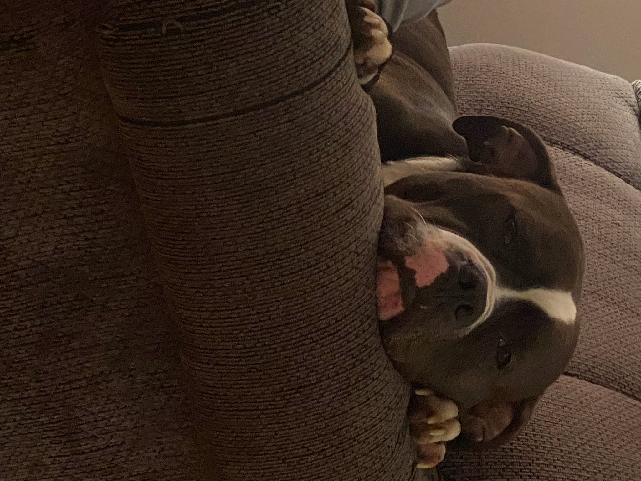 Louie is registered to the contest to win money with this photo: auto_part, automotive_tire, automotive_wheel_system, car_seat, car_seat_cover, carmine, comfort, elbow, flooring, foot, grey, human_leg, linens, metal, nail, pattern, synthetic_rubber, tints_and_shades, wood, woolen