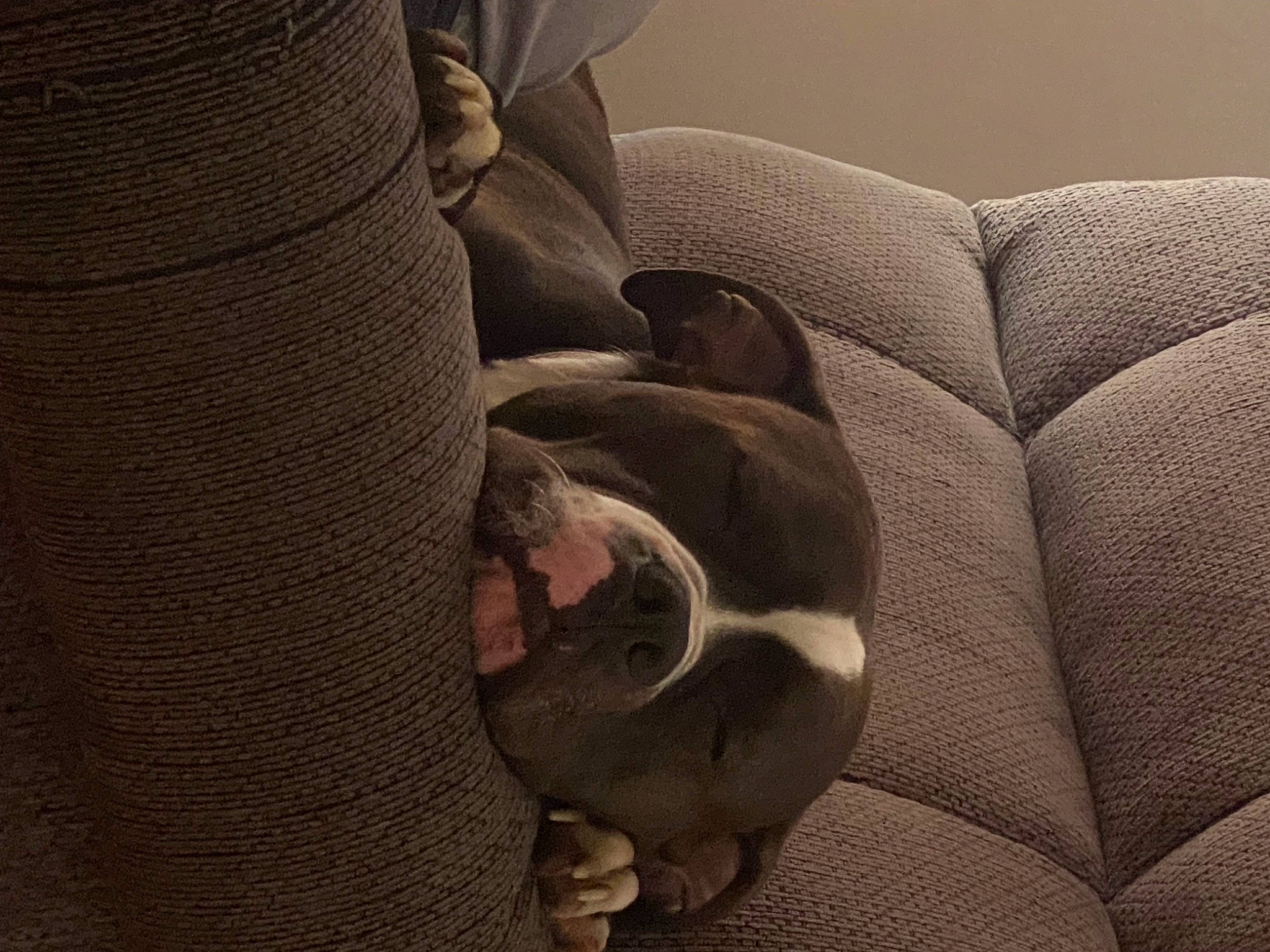 Louie is registered to the contest to win money with this photo: armrest, auto_part, brown, comfort, couch, human_leg, pattern, sleeper_chair, tints_and_shades, wood