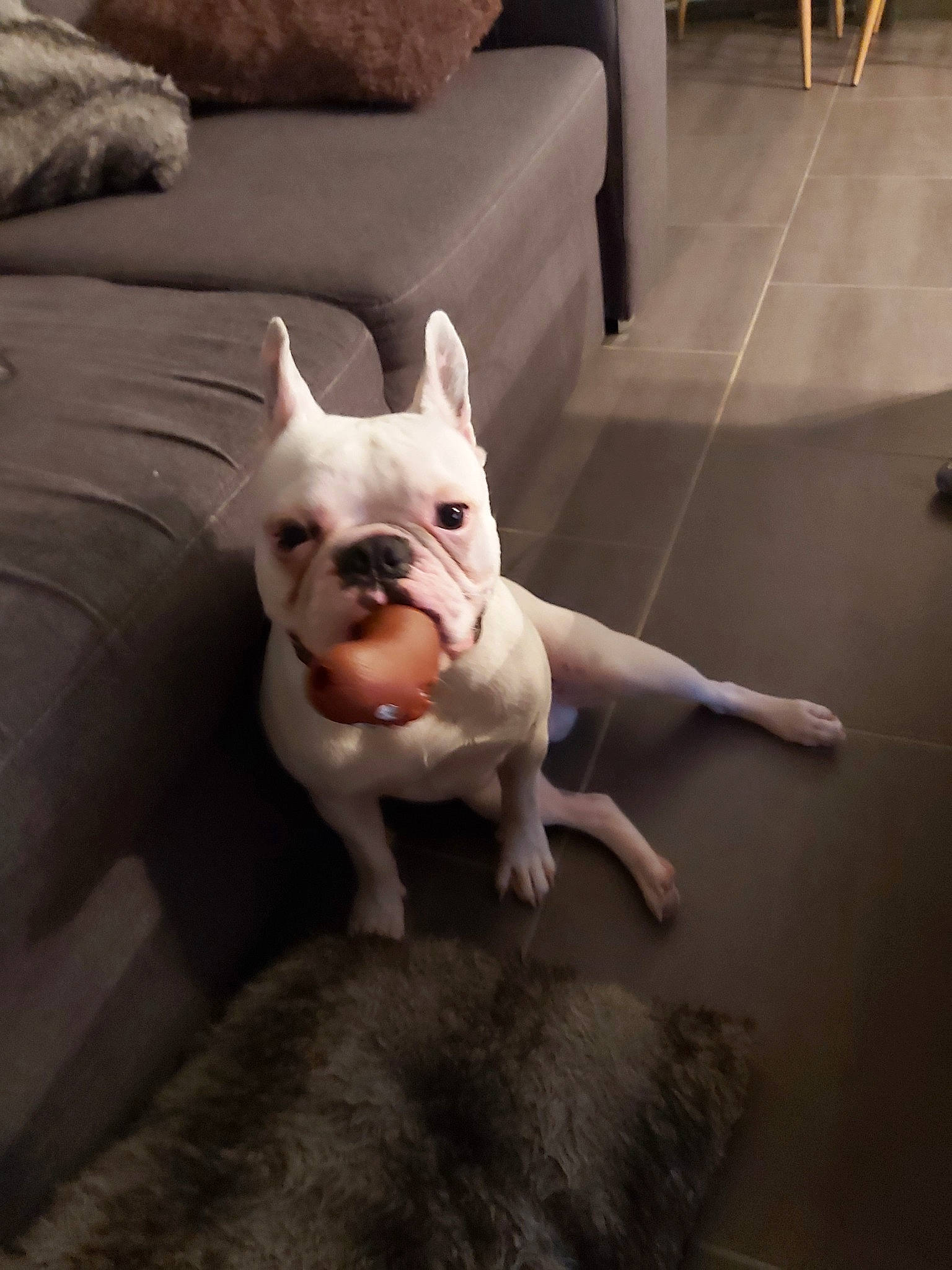 Gabin participe au concours pour gagner de l'argent avec cette photo : american_bulldog, australian_bulldog, bull_and_terrier, bulldog, canidae, carnivore, companion_dog, dog, dog_breed, fawn, french_bulldog, mammal, molosser, non_sporting_group, old_english_bulldog, olde_english_bulldogge, snout, toy_bulldog, vertebrate, white_english_bulldog